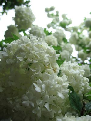 White pom pom tree flowers2.jpg